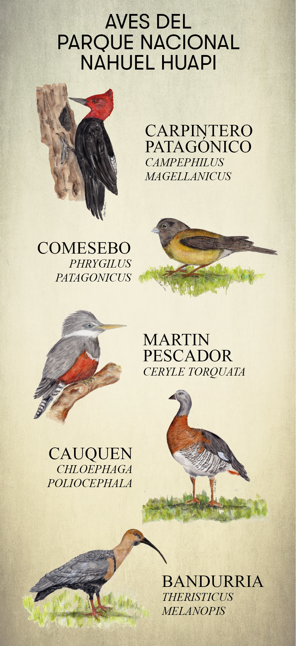 Aves de Bariloche